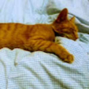 Meet your Posher, Diane